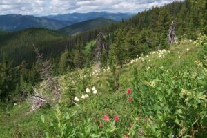 US Forest Service - CDA River Ranger District - Visit Wallace Idaho