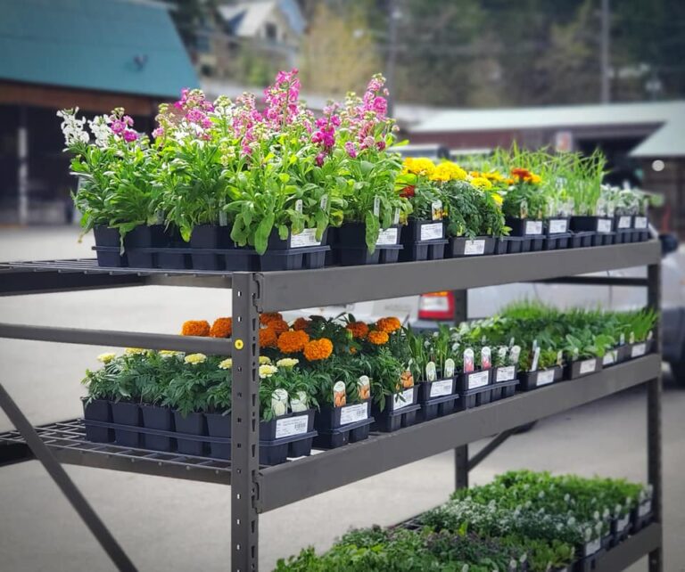 94702525 4369215319771022 711396207993290752 n 768x642