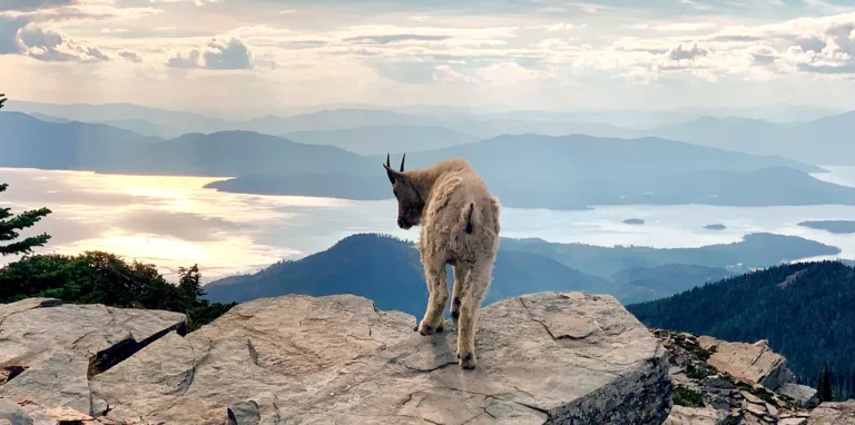 426170 732fd343605147bbac78bcbf33276935 mv2 768x382